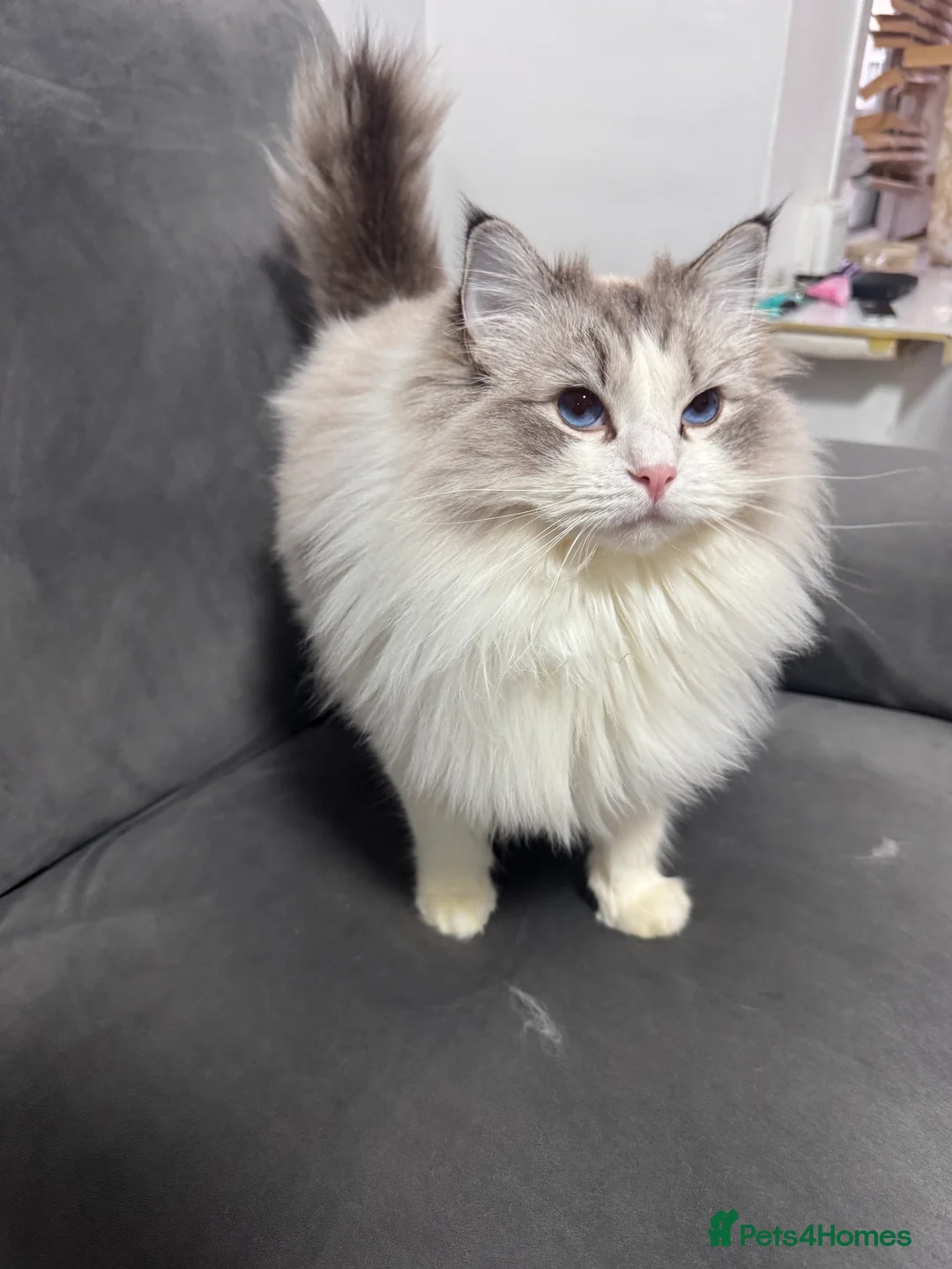 Ragdoll cats for sale: Retired Queen looking for new home - Advert 5