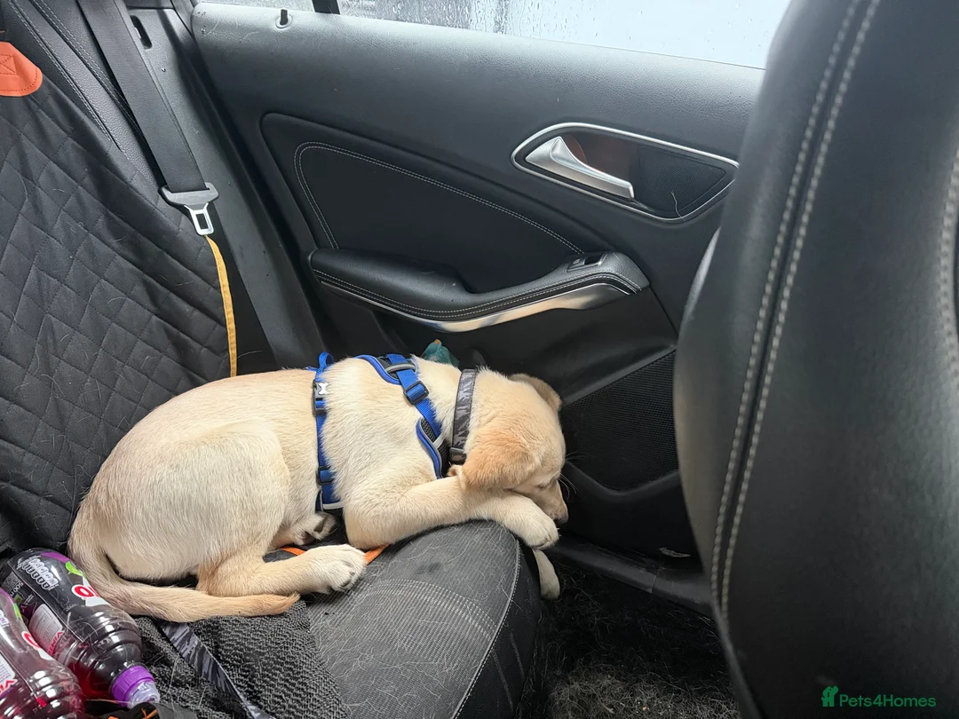 Goldador dogs for sale: One male Goldador 17 weeks old - Advert 5