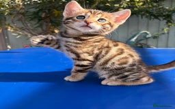 Keetso cats for sale: Stunning golden keetsos  - Image 9