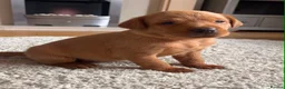 Labrador Retriever dogs for sale: 2 Fox Red Labs - Advert 4