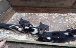 Border Collie dogs for sale: Border collie pups  - Image 3