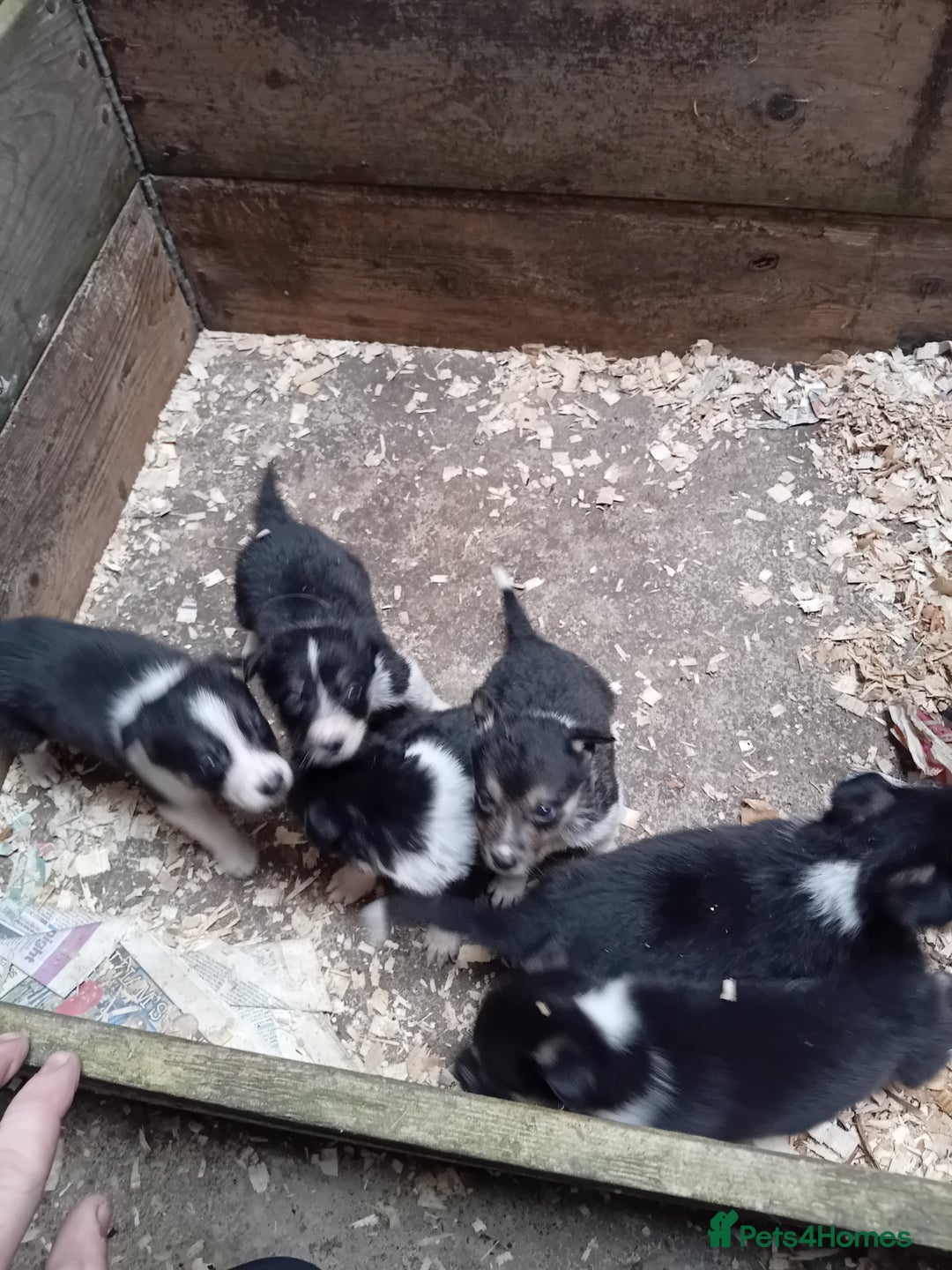 Border Collie dogs for sale: Border collie pups  - Image 3
