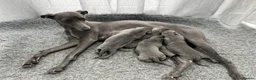 Whippet dogs for sale: Stunning Solid Blue KC Registered Whippets! - Advert 5