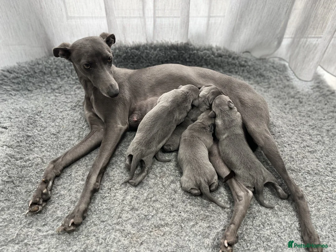 Whippet dogs for sale: Stunning Solid Blue KC Registered Whippets! - Advert 5