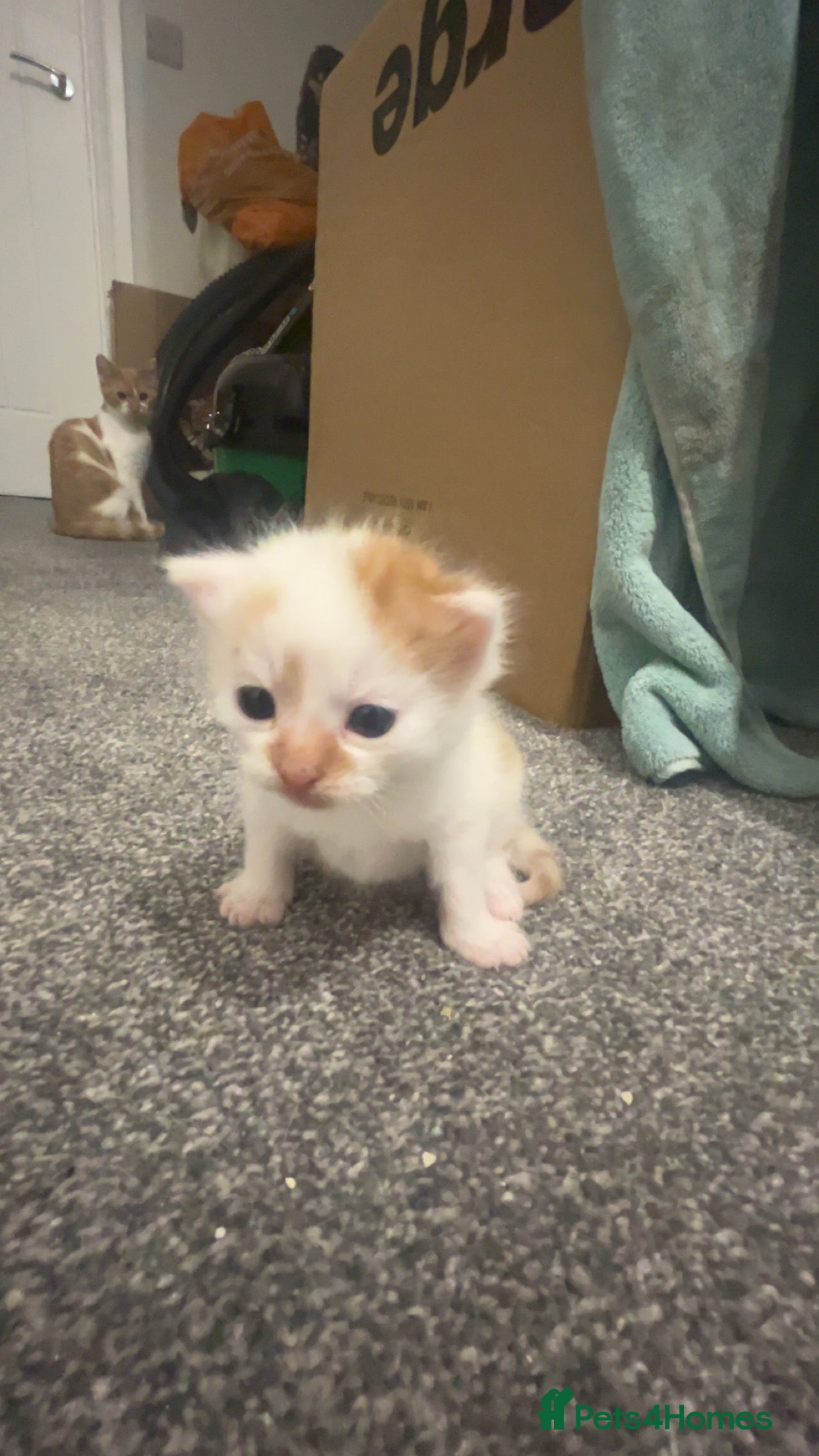 Mixed Breed cats Fluffy kittens  - Advert 4