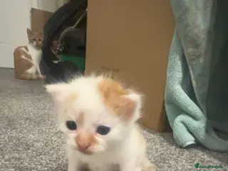 Mixed Breed cats Fluffy kittens - Advert 4