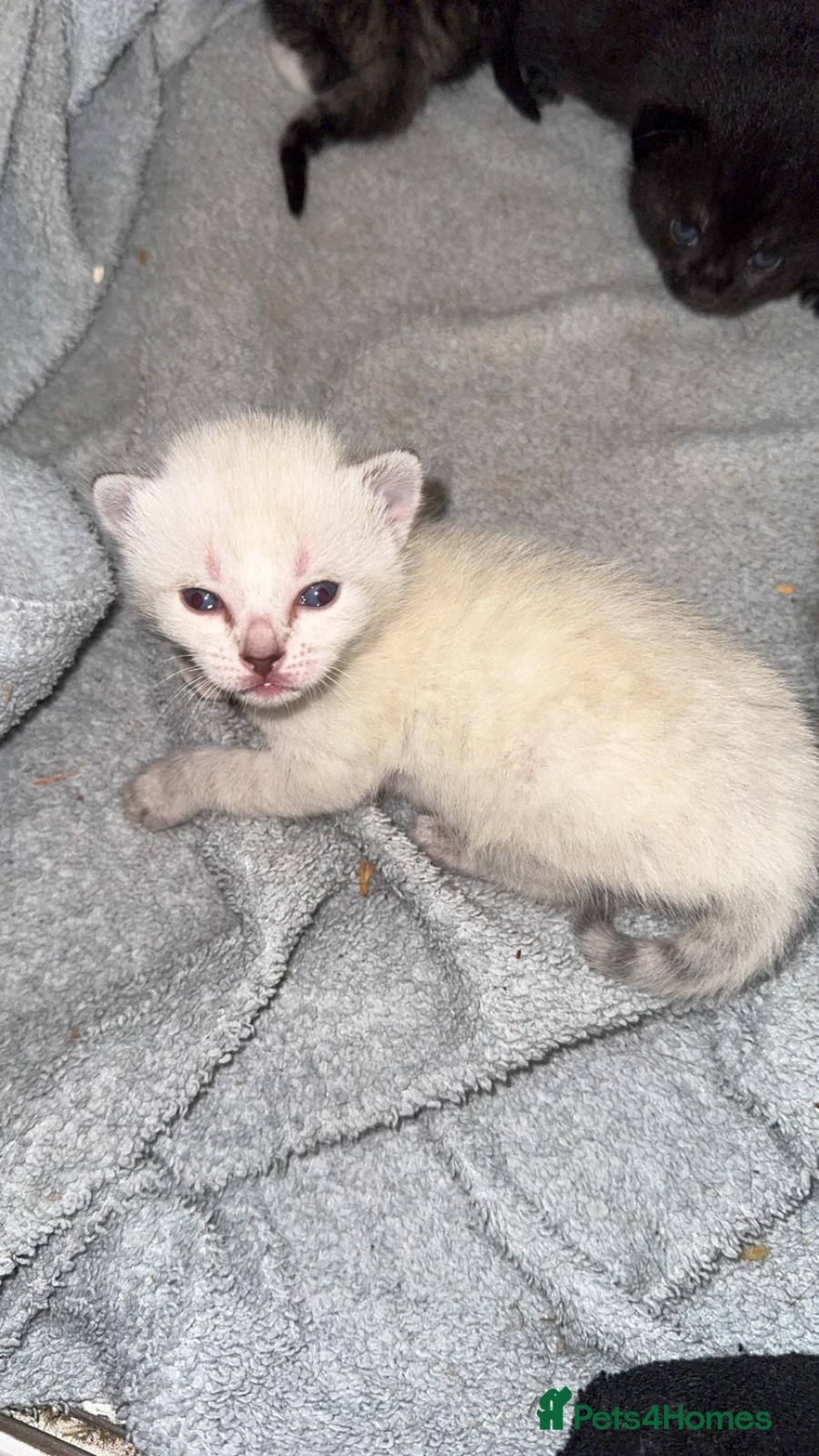 Bengal cats Cute Bengal Kitties - Advert 3