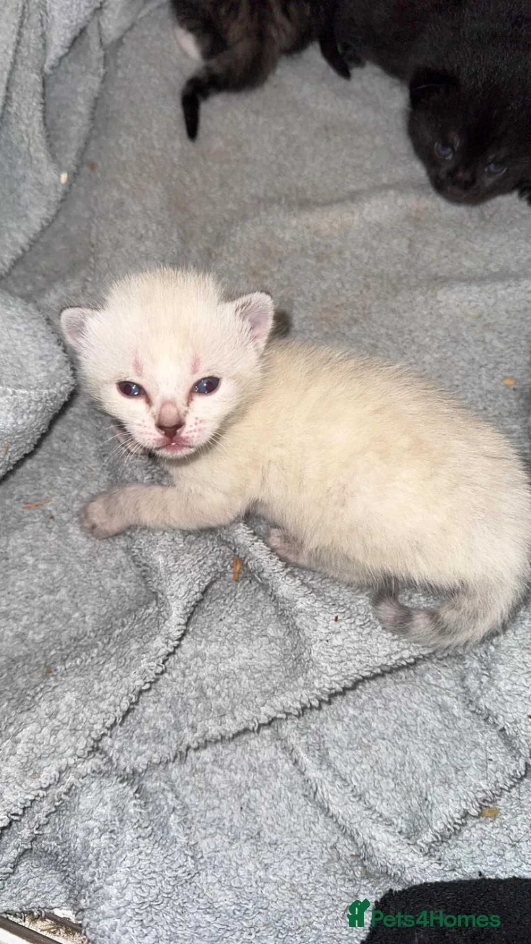 Bengal cats for sale: Cute Bengal Kitties - Advert 1