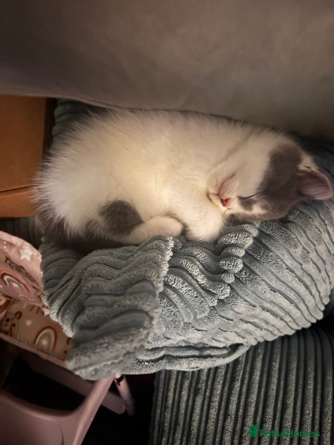 British Shorthair cats for sale: 2 sweet babies left!! - Advert 5