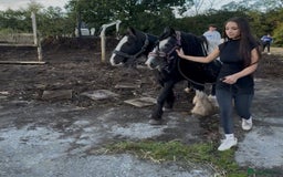 Irish Cob horses for sale: For sale 4 years mare - Image 6