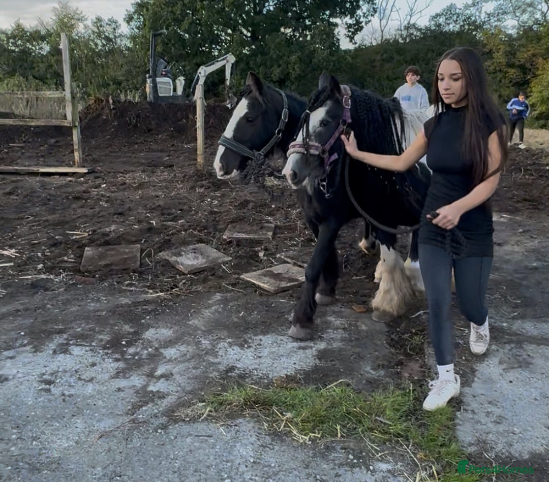 Irish Cob horses for sale: For sale 4 years mare - Image 6