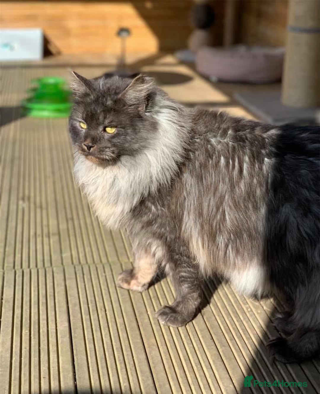 Maine Coon cats for sale: TICA registered Maine Coon Kittens  - Image 7