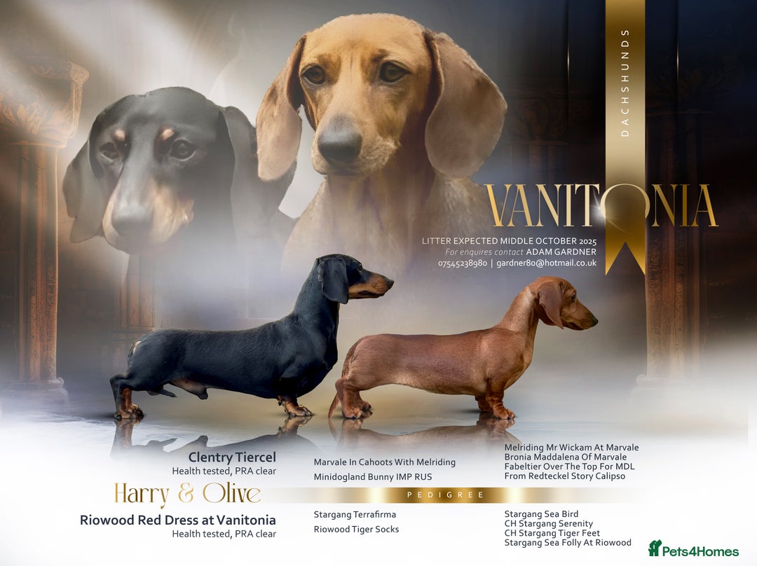 Miniature Dachshund dogs for sale: Vanitonia Miniature Smooth Dachshunds   - Advert 1