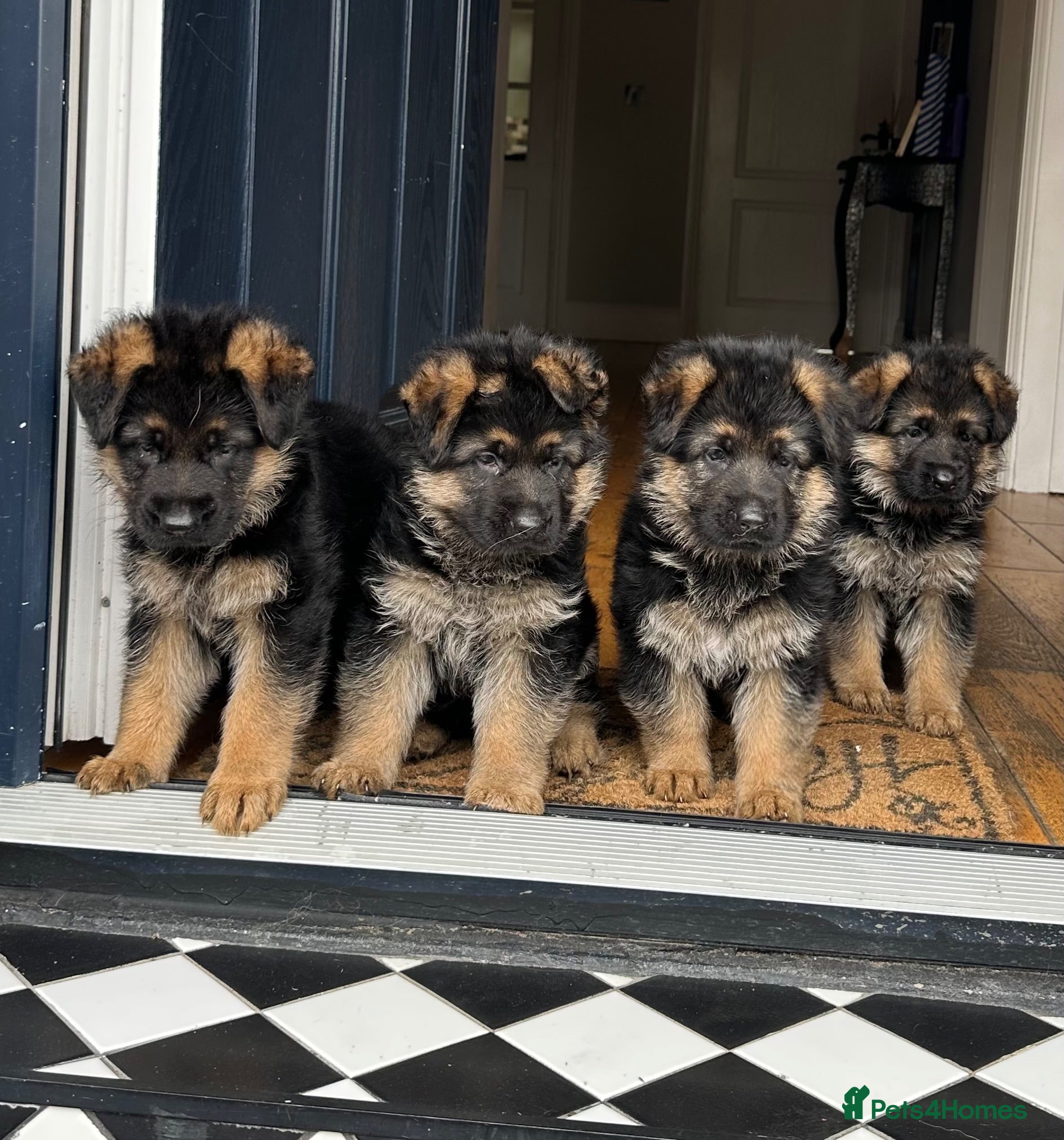 German Shepherd dogs Outstanding KC Registered German Shepherd Puppies - Advert 3