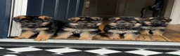 German Shepherd dogs for sale: Outstanding KC Registered German Shepherd Puppies - Advert 10