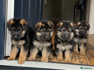 German Shepherd dogs Outstanding KC Registered German Shepherd Puppies - Advert 1