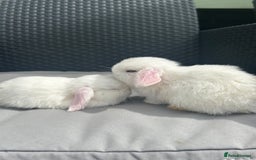 Mini Lop rabbits for sale: Mini Lop Kits – Ready 27th July in Saint Austell - Image 4