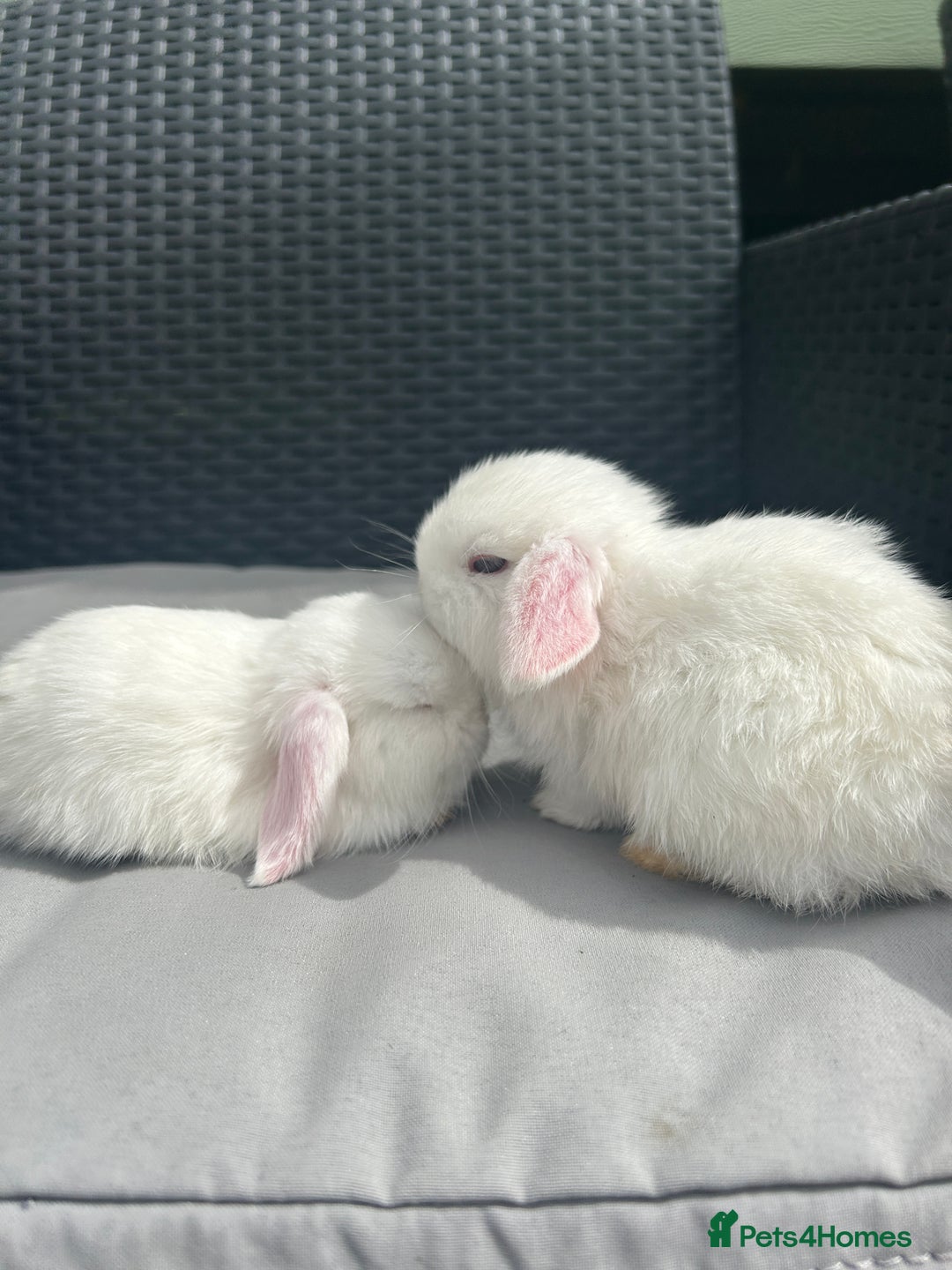 Mini Lop rabbits for sale: Mini Lop Kits – Ready 27th July in Saint Austell - Image 4