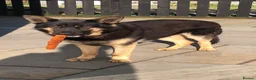 German Shepherd dogs for sale: Mrs Jas Padda  - Advert 12