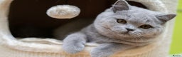 British Shorthair cats for sale: British Shorthair Kittens - Advert 5