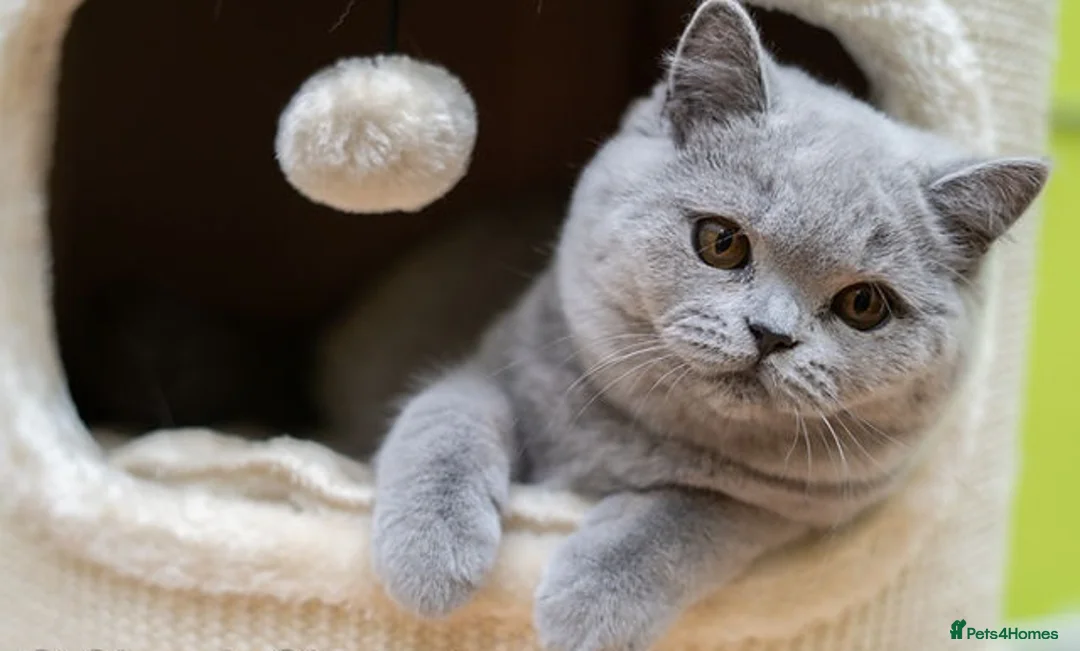 British Shorthair cats for sale: British Shorthair Kittens - Advert 5