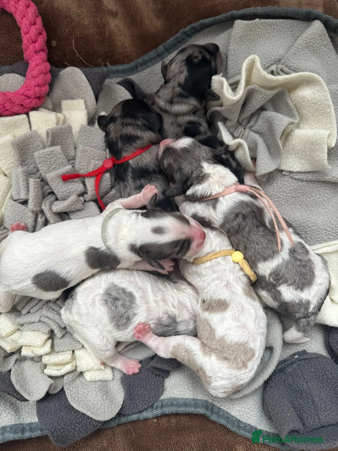 Cockapoo dogs for sale: Stunning cockapoos - Advert 1