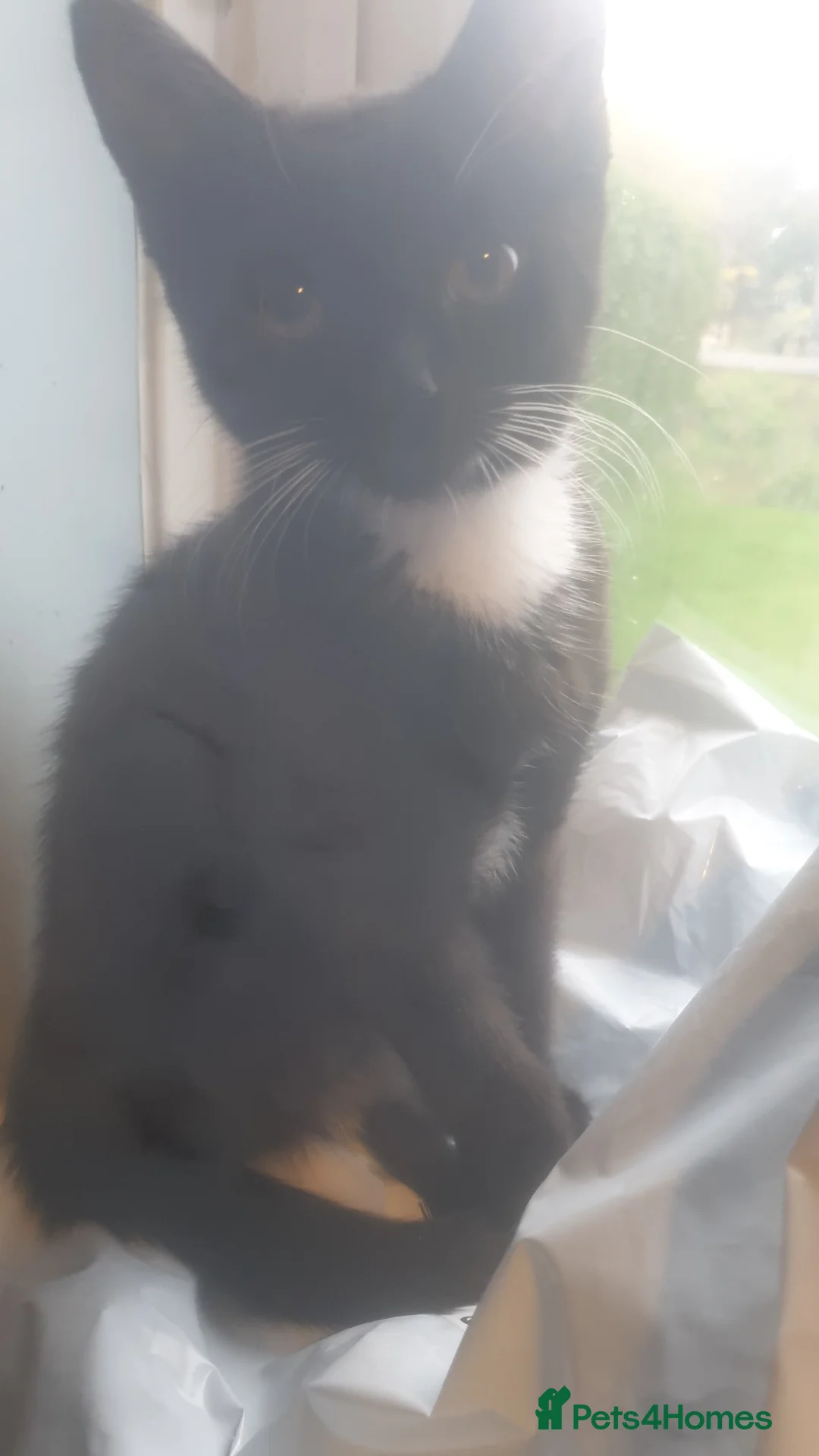 Mixed Breed cats for sale: Domestic kittens for sale - Advert 12