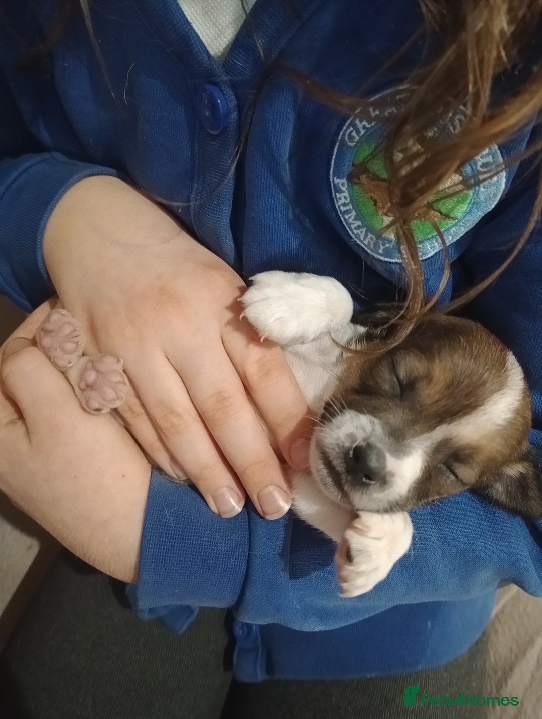 Jack Russell dogs for sale: Jack russell puppies - Advert 11