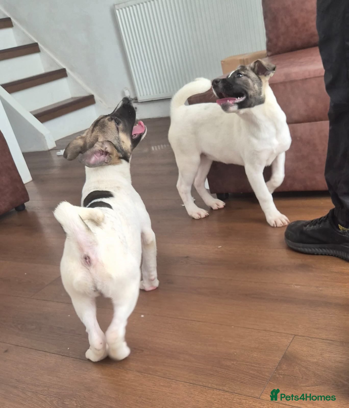 Mixed Breed dogs Gorgeous puppies - ready to leave  - Advert 4