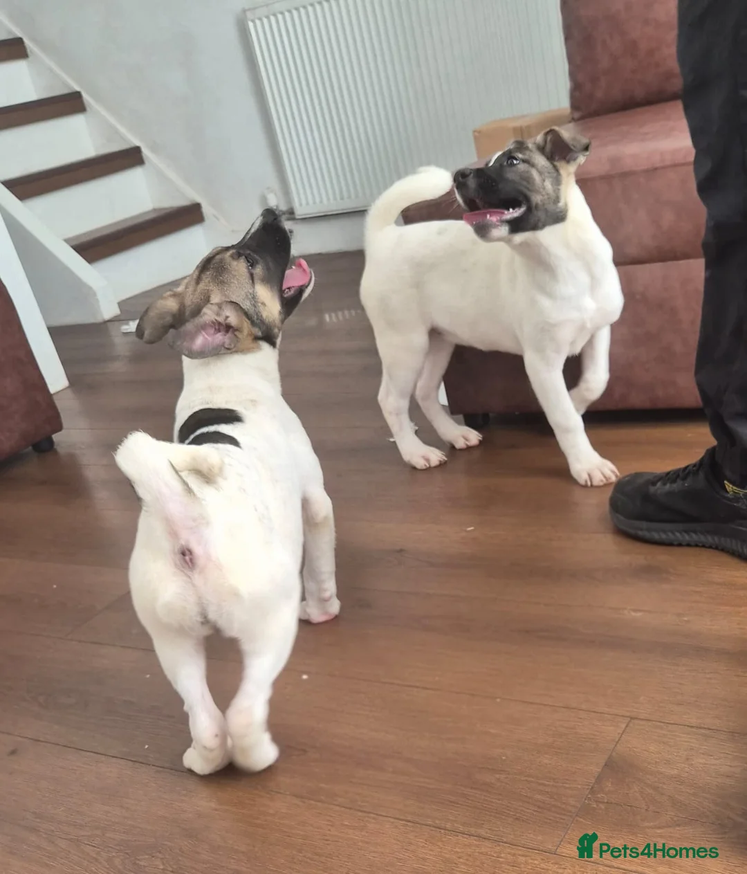 Mixed Breed dogs for sale: Gorgeous puppies - ready to leave  - Advert 1