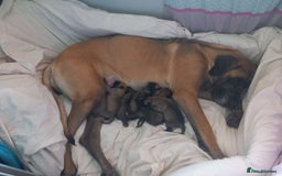 Great Dane dogs for sale: Fawn black mask - Image 19