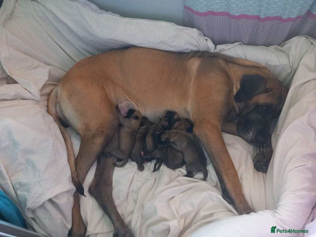 Great Dane dogs for sale: Fawn black mask - Image 19