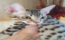 Savannah cats for sale: Fabulous F5 SBT Savannah Kittens! REDUCED! - Image 2