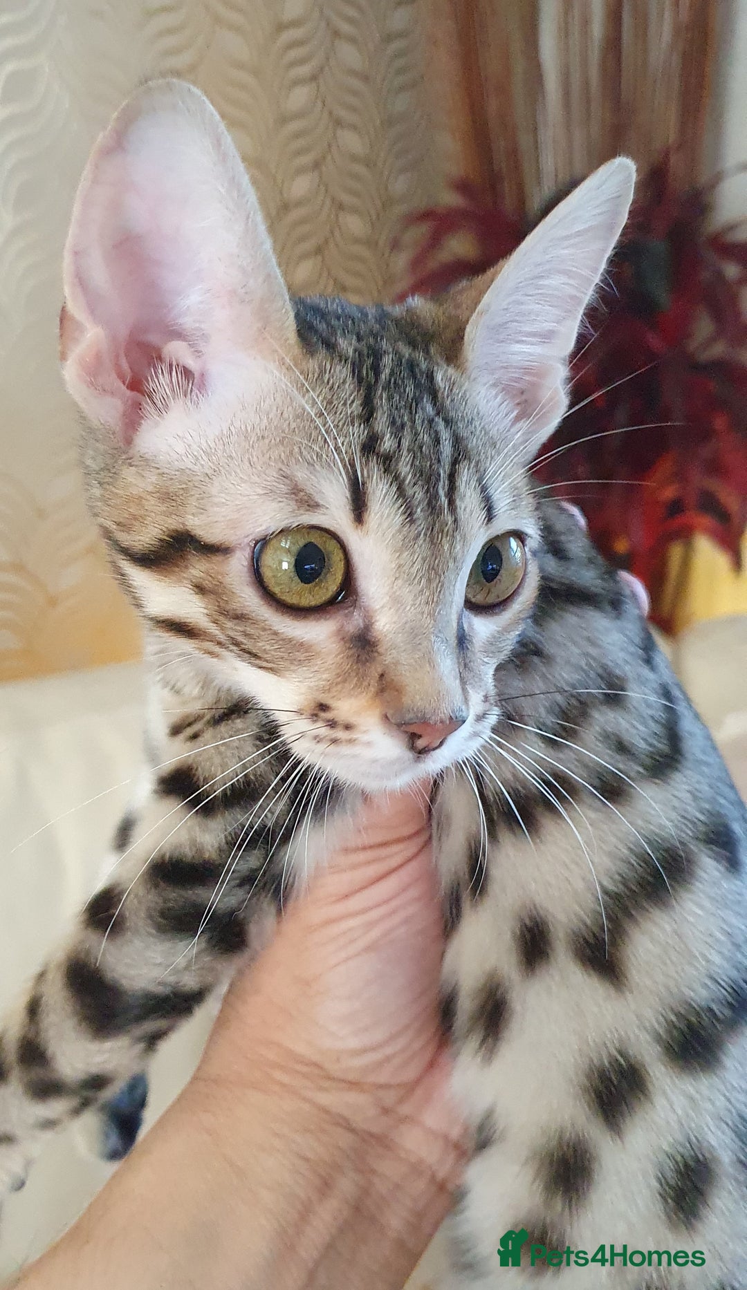 Savannah cats for sale: Fabulous F5 SBT Savannah Kittens! REDUCED! - Image 2