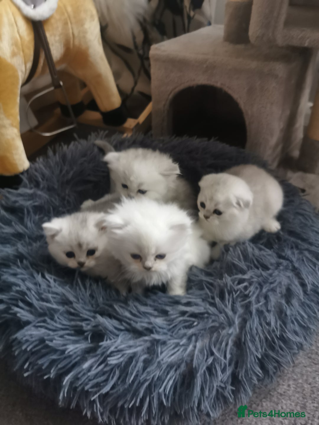 Scottish Fold cats for sale: Scottish Fold/Straight Kittens  - Image 17