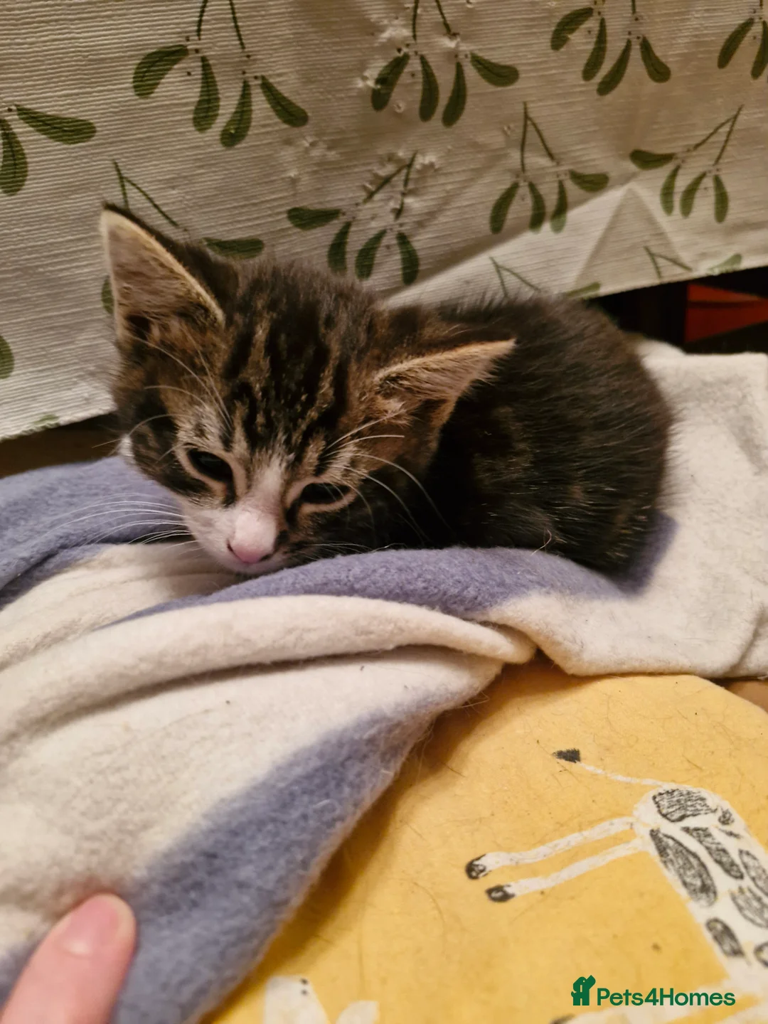 Mixed Breed cats for sale: Kittens - Advert 2