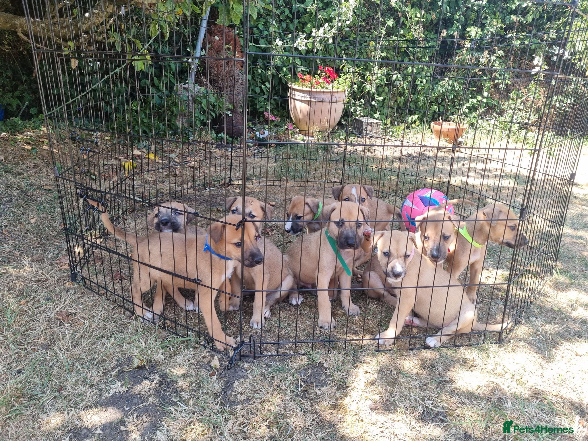 Lurcher dogs Lurcher pups  - Advert 1