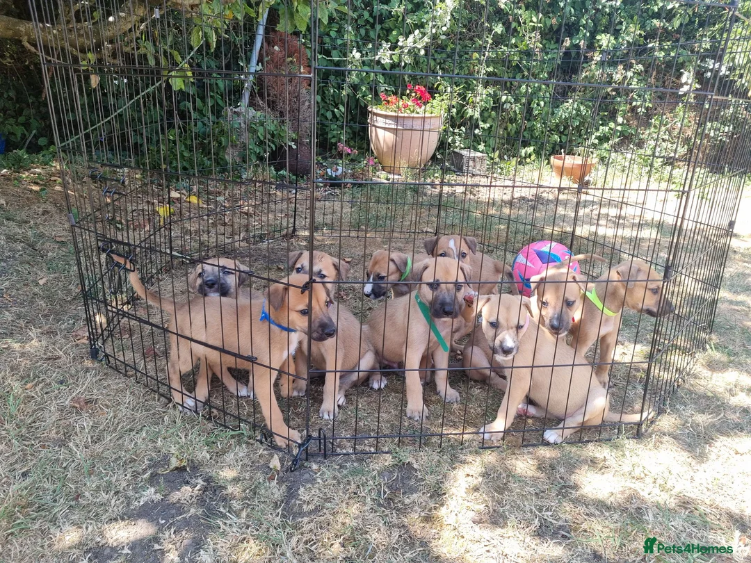 Lurcher dogs for sale: Lurcher pups  in Sturminster Newton - Advert 1
