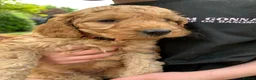Cockapoo dogs for sale: Fox red cockerpoos  in Newtown - Advert 4