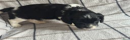 Mixed Breed dogs for sale: 8 Springer mix Puppies - Advert 30