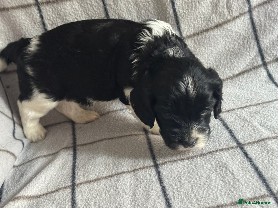 Mixed Breed dogs for sale: 8 Springer mix Puppies - Advert 30