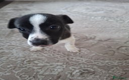 Mixed Breed dogs for sale: Jackahuahua - Image 8