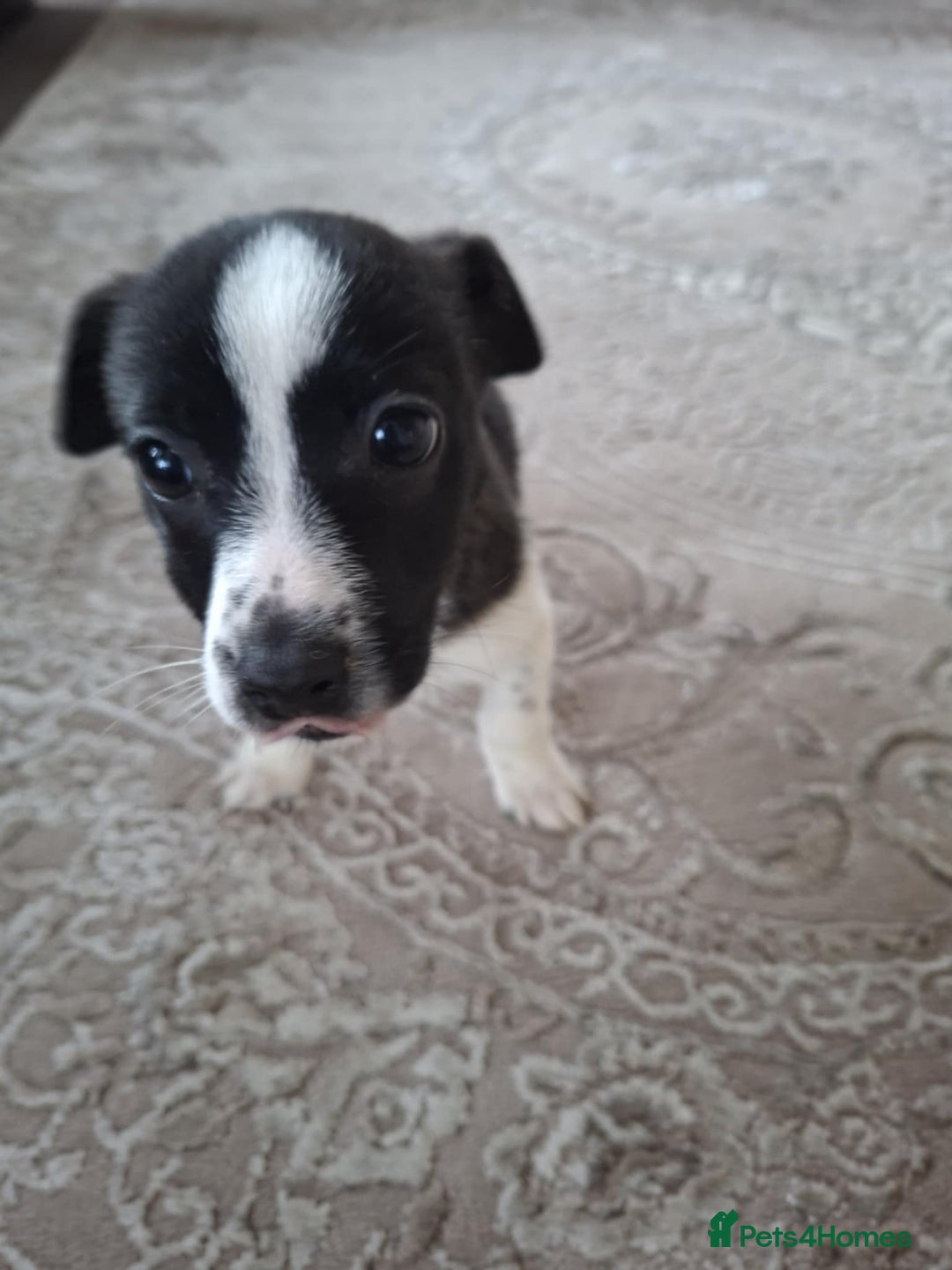 Mixed Breed dogs for sale: Jackahuahua - Image 8