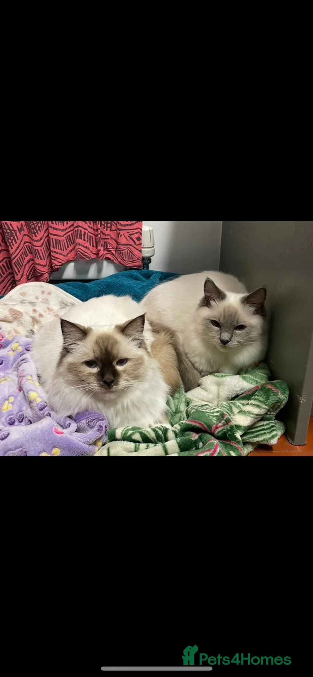 Ragdoll cats for sale: Ragdoll cats  - Advert 2