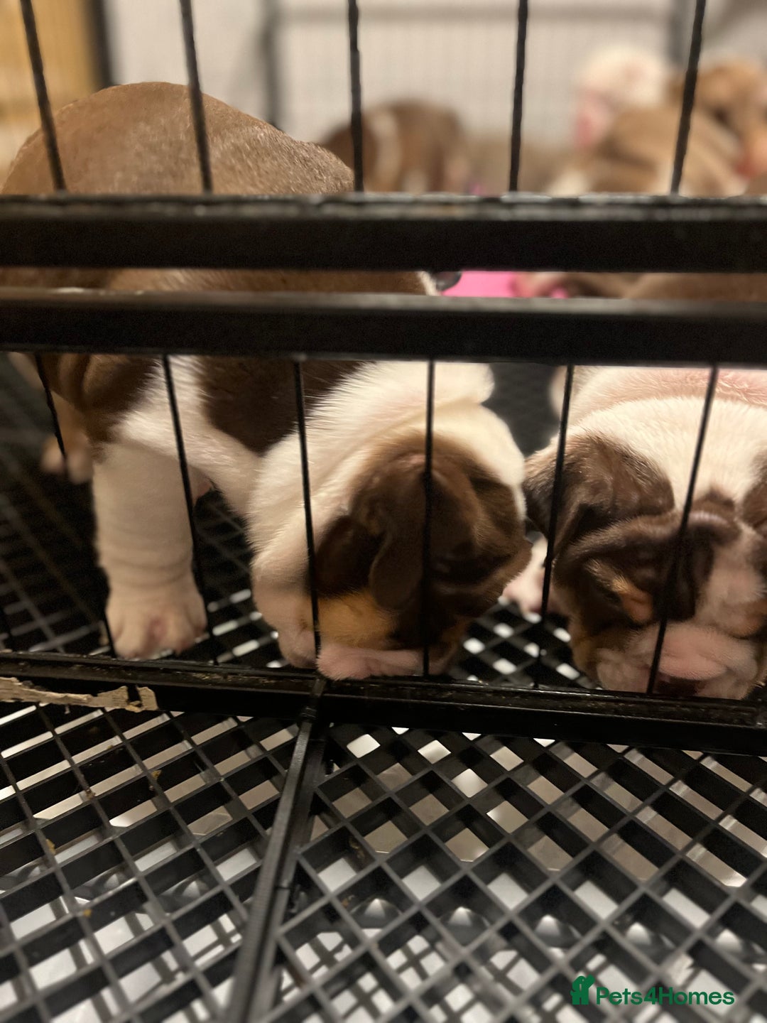 English Bulldog dogs for sale: QC puppies  - Image 16