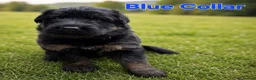 German Shepherd dogs for sale: 2 healthy straight back KC registered male GSP's  - Advert 29