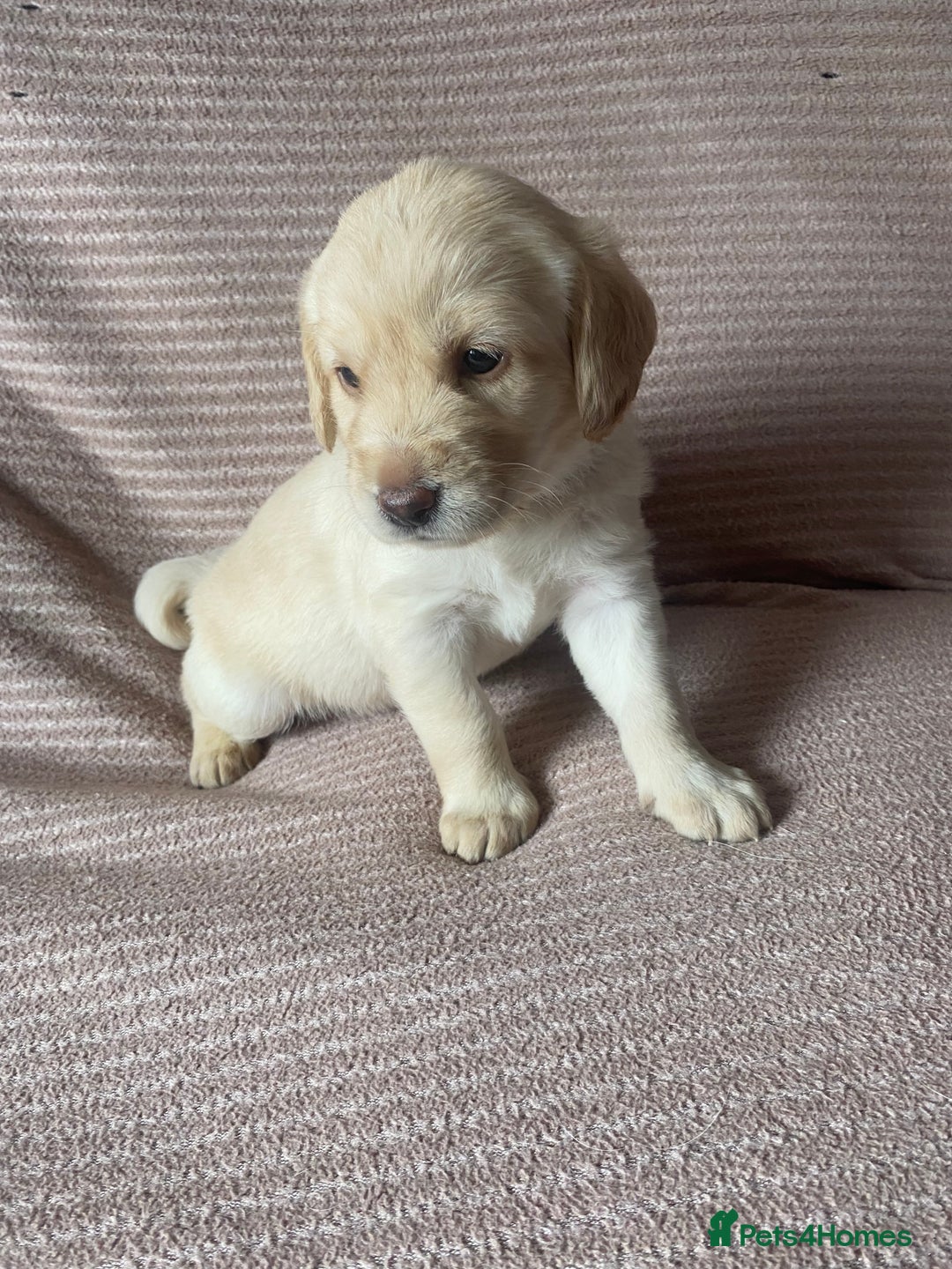 Labradoodle dogs for sale: Labradoodle puppies for sale £600-£750 - Image 18