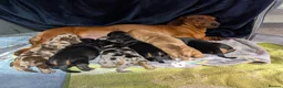 Dachshund dogs for sale: Standard dachshund puppies - Advert 13