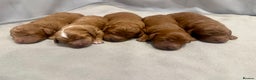 Cavapoo dogs for sale: A Premium litter of F1B Toy Cavapoo Puppies  - Advert 8
