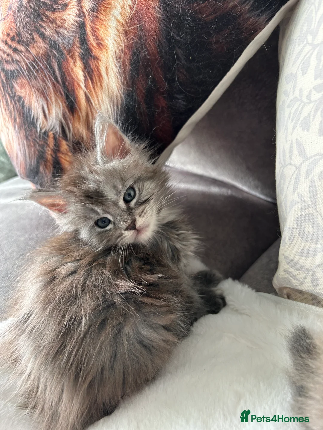 Maine Coon cats for sale: Stunning Mainecoon kittens - Advert 6